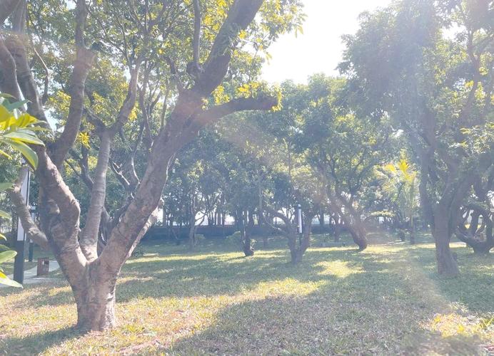 诺基亚拍照技术巅峰之作(诺基亚的拍照效果如何)