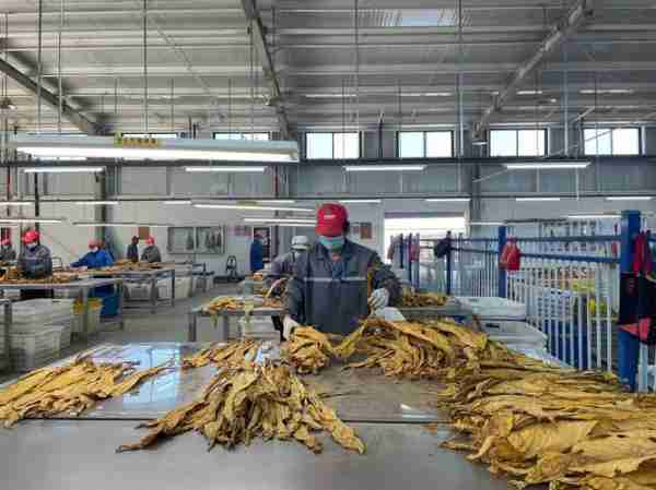 解烟草烟工烟术工（烟草工人）