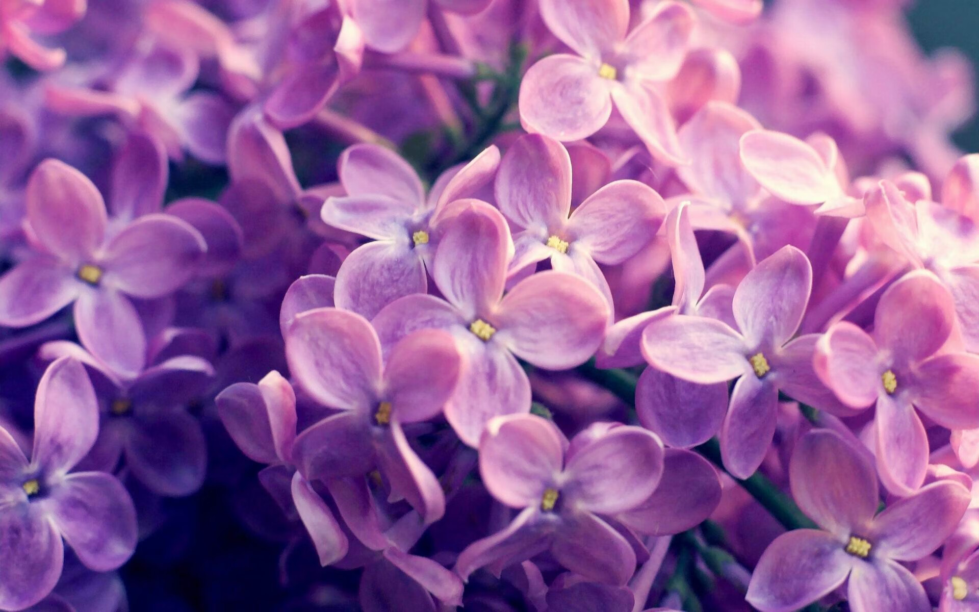 电影诞生于法国巴黎_法国电影的出现