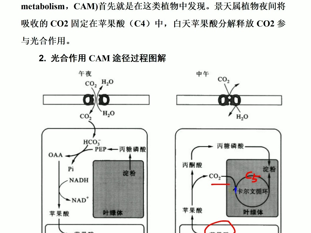 光合作用的详细步骤_光合作用的详细步骤是什么 光合作用的详细步骤_光合作用的详细步骤是什么
