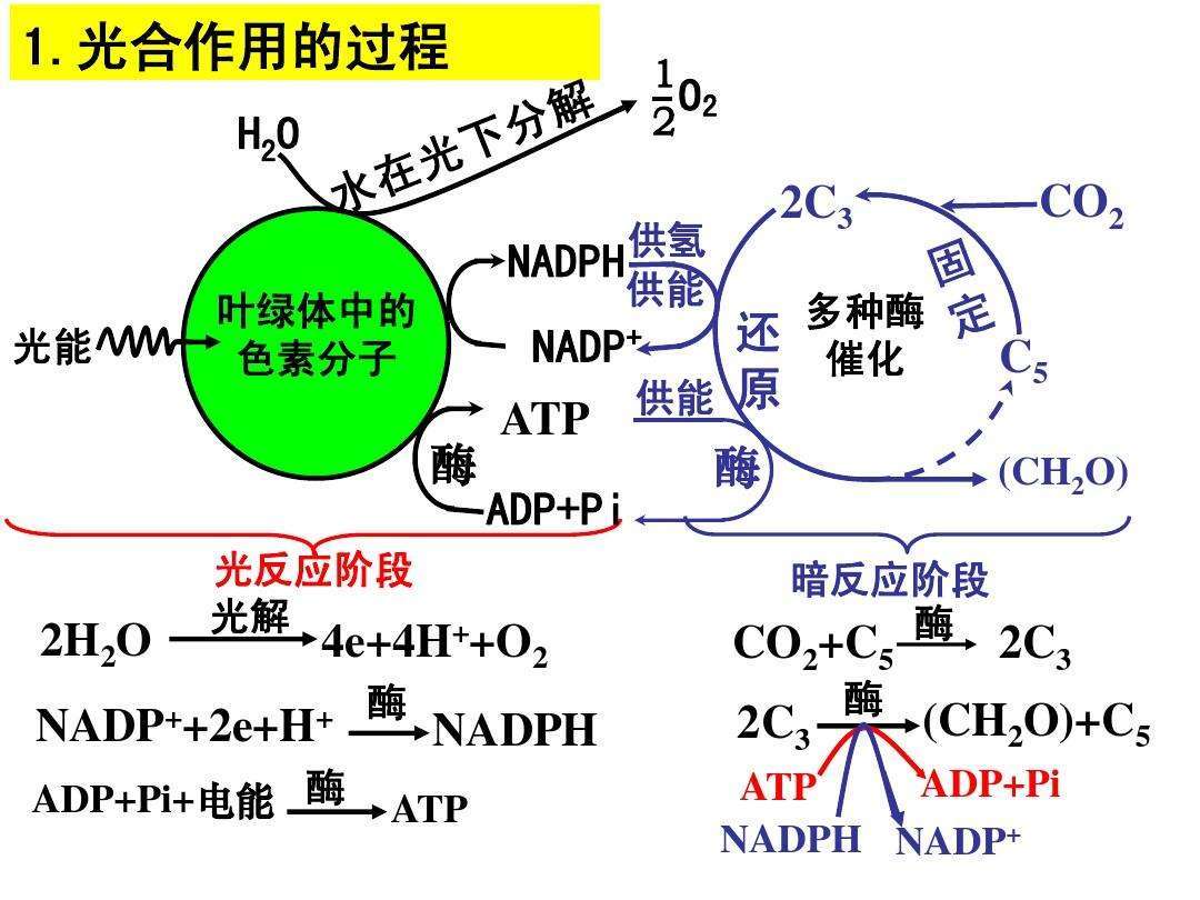 光合作用的详细步骤_光合作用的详细步骤是什么 光合作用的详细步骤_光合作用的详细步骤是什么