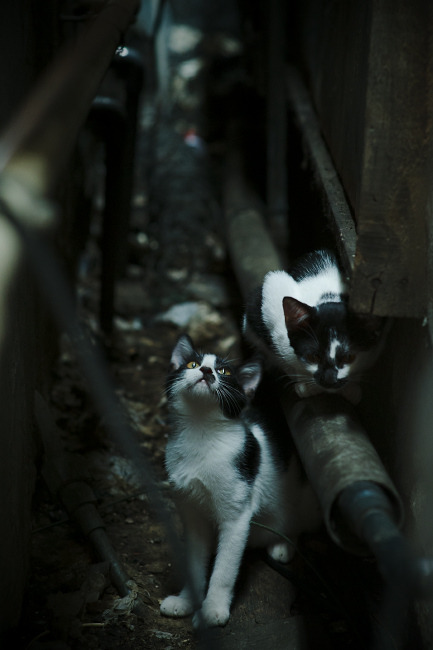 国歌诞生的小故事_国歌产生的故事