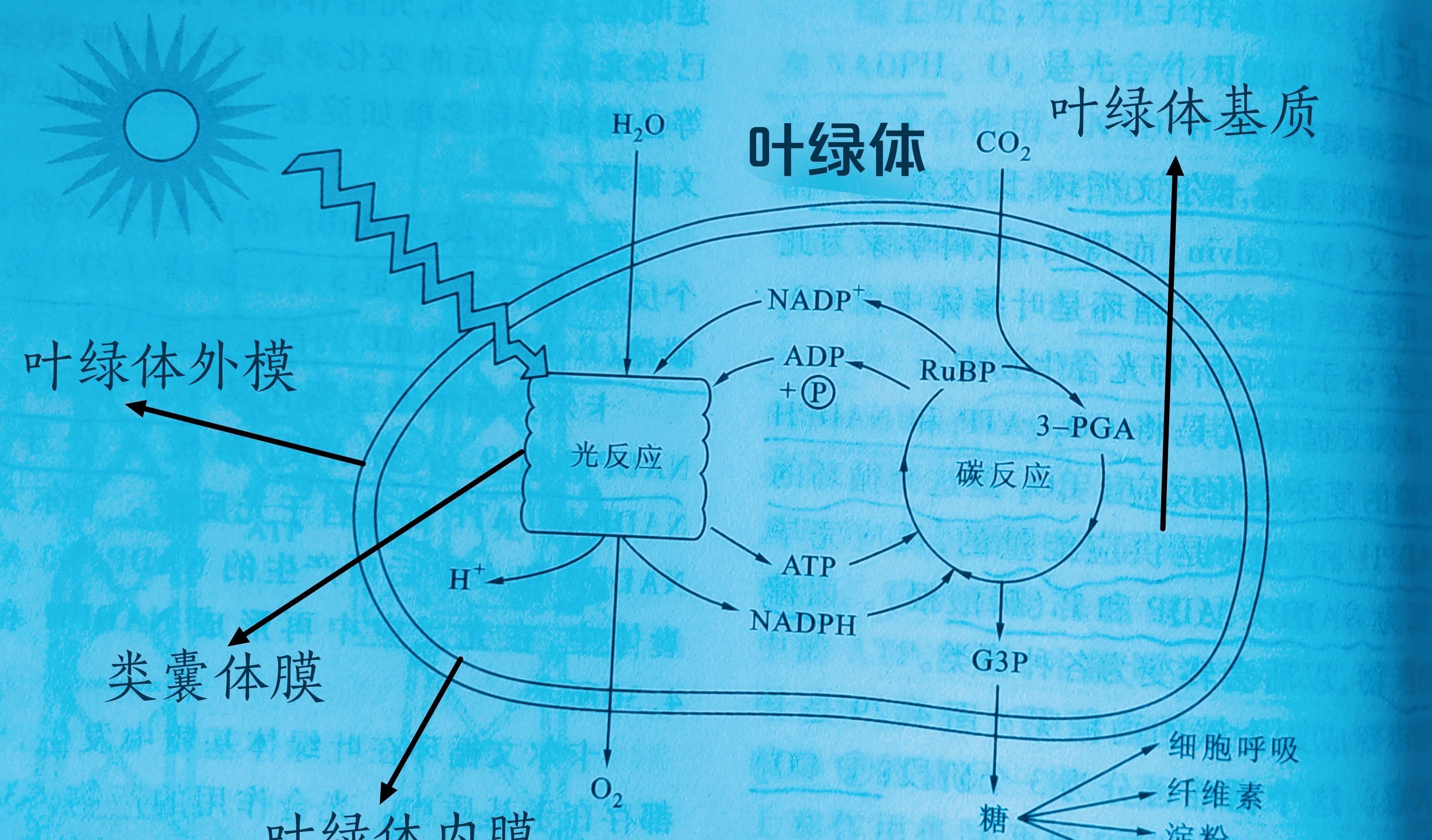 呼吸作用与光合作用_呼吸作用跟光合作用 呼吸作用与光合作用_呼吸作用跟光合作用
