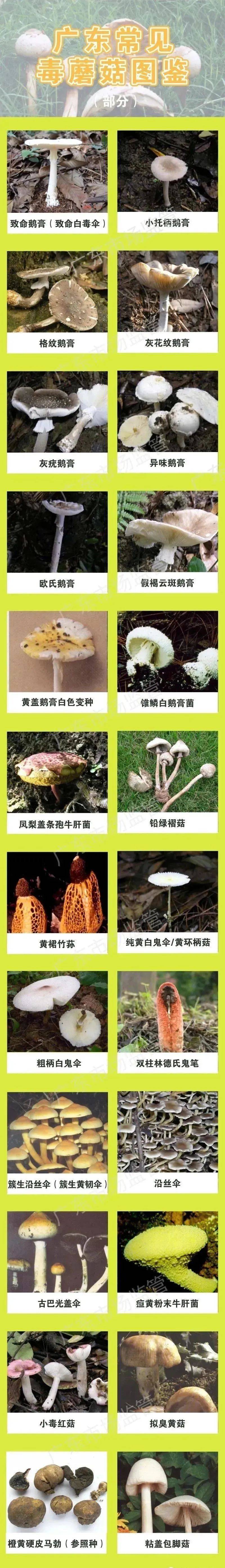 蘑菇不是植物是真菌_蘑菇不是植物是真菌吗 蘑菇不是植物是真菌_蘑菇不是植物是真菌吗