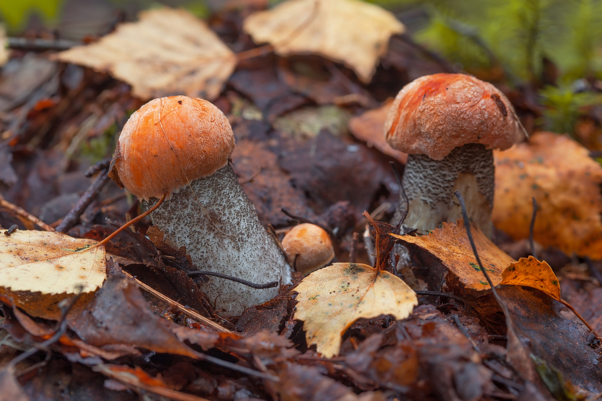 蘑菇不是植物是真菌_蘑菇不是植物是真菌吗 蘑菇不是植物是真菌_蘑菇不是植物是真菌吗