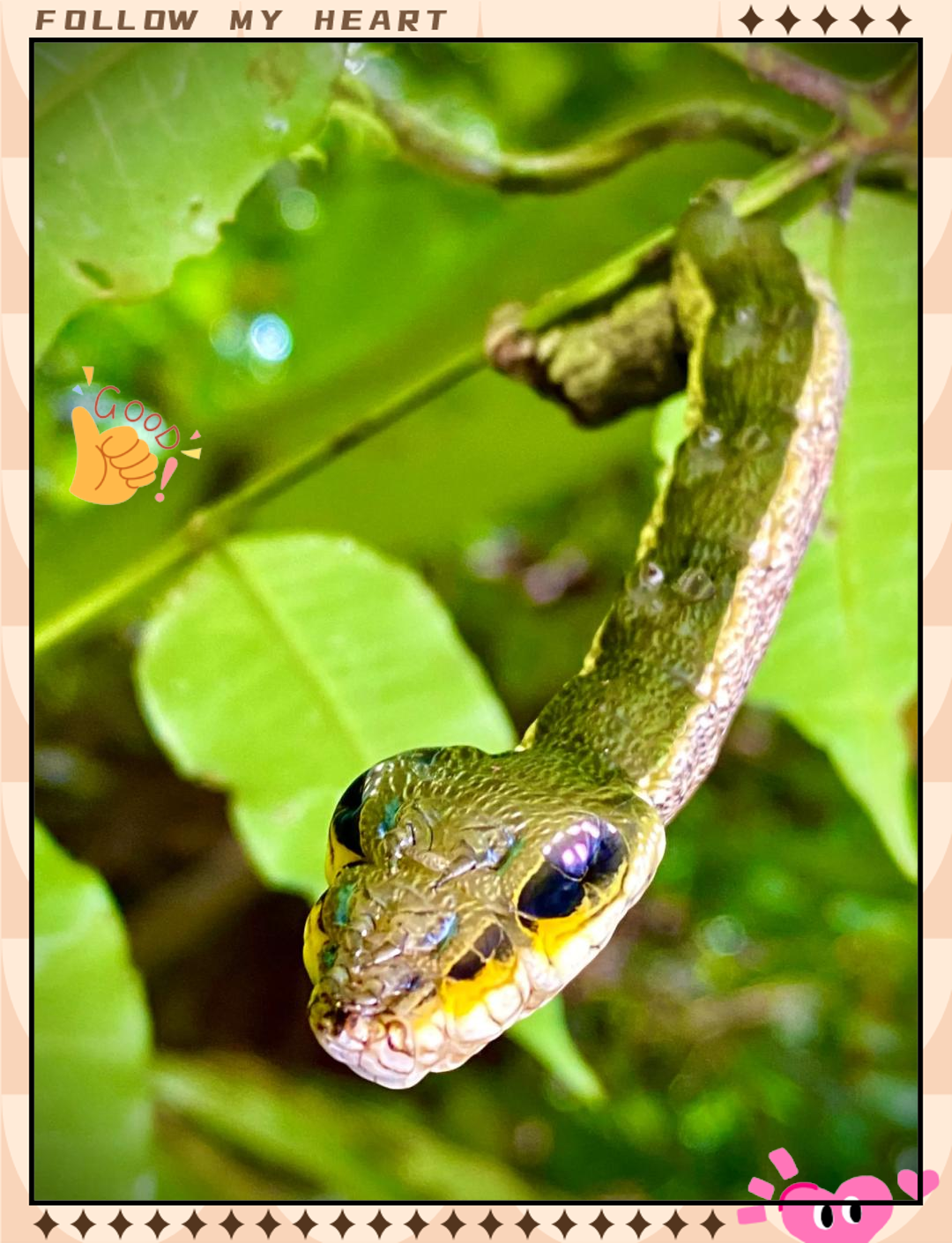 拟态与保护色_拟态保护色警戒色的定义 拟态与保护色_拟态保护色警戒色的定义