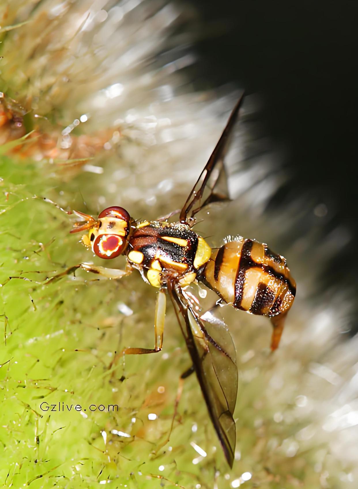 拟态与保护色_拟态保护色警戒色的定义 拟态与保护色_拟态保护色警戒色的定义