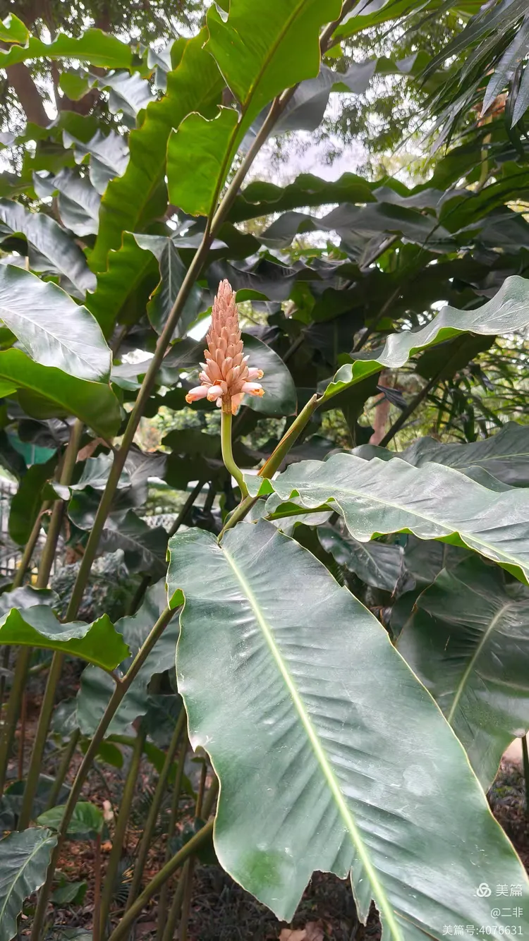 最古老的活体植物_最古老的活体植物图片 最古老的活体植物_最古老的活体植物图片