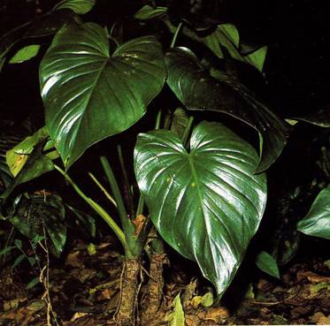 最古老的活体植物_最古老的活体植物图片 最古老的活体植物_最古老的活体植物图片