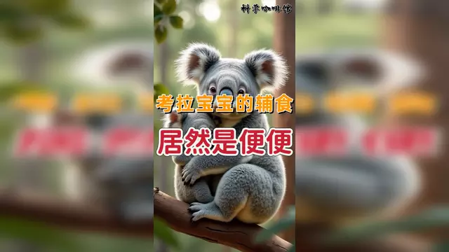 考拉宝宝吃妈妈粪便_考拉妈妈怎么喂自己的孩子