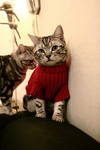 考拉宝宝吃妈妈粪便_考拉妈妈怎么喂自己的孩子