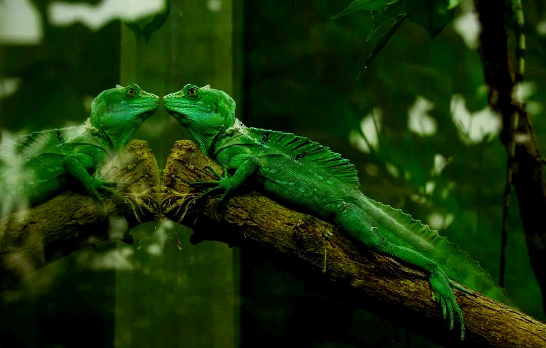 自然界的伪装大师们_自然界的伪装大师有哪些 自然界的伪装大师们_自然界的伪装大师有哪些