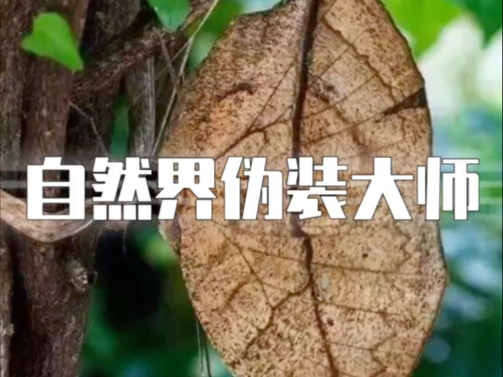 自然界的伪装大师们_自然界的伪装大师有哪些 自然界的伪装大师们_自然界的伪装大师有哪些