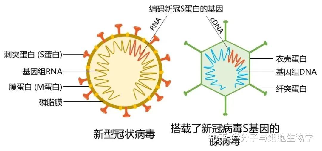 疫苗的工作原理_疫苗的工作原理图 疫苗的工作原理_疫苗的工作原理图