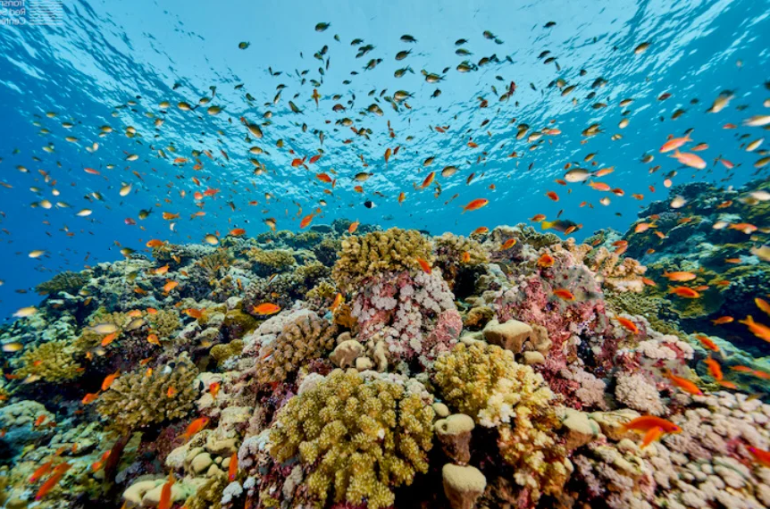 红海:最温暖的海洋_红海的具体位置在哪 红海:最温暖的海洋_红海的具体位置在哪