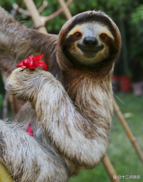 树懒一周下一次树_树懒多少年了