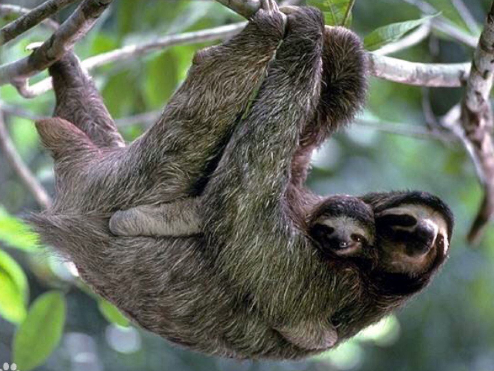 树懒一周下一次树_树懒多少年了 树懒一周下一次树_树懒多少年了