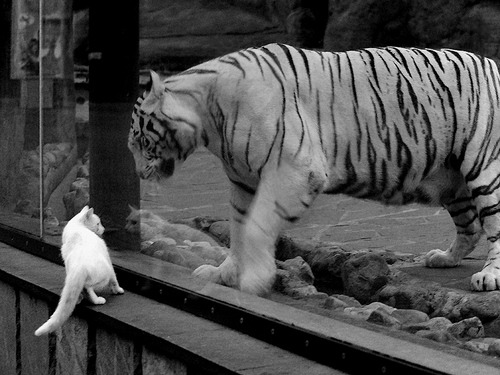 蚊子偏爱哪种血型?_蚊子偏爱什么血