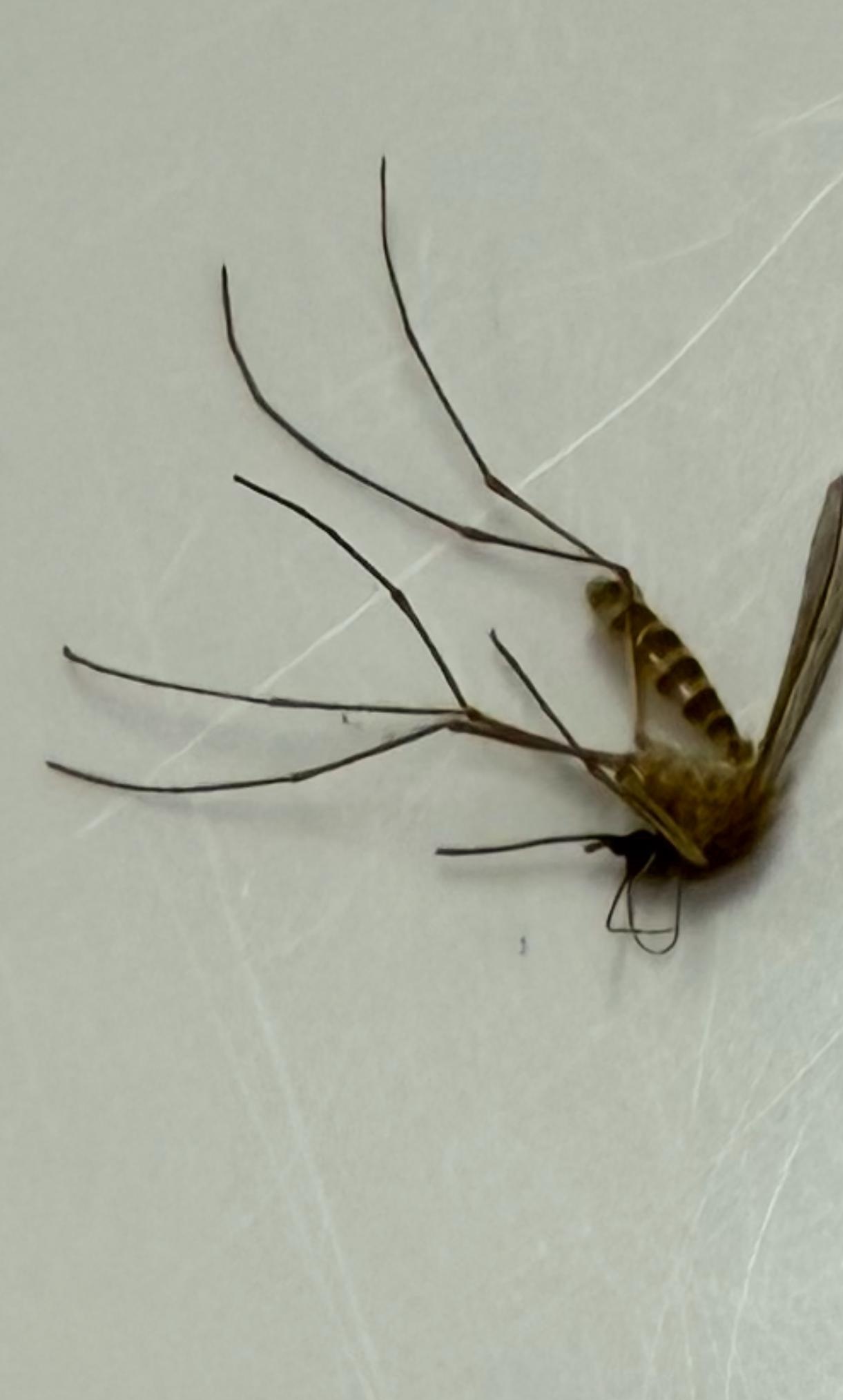 蚊子偏爱哪种血型?_蚊子偏爱什么血 蚊子偏爱哪种血型?_蚊子偏爱什么血